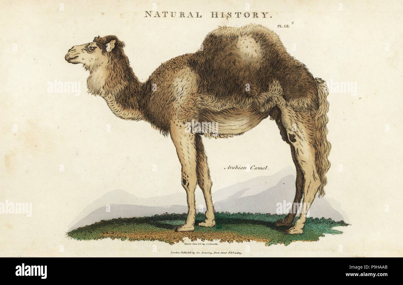 1001, Dromedar oder one-Humped camel, Camelus dromedarius. Papierkörbe Kupferstich nach Sydenham Edwards von John Maurer gute Pantologia, eine neue Enzyklopädie, G. Kearsley, London, 1813. Stockfoto