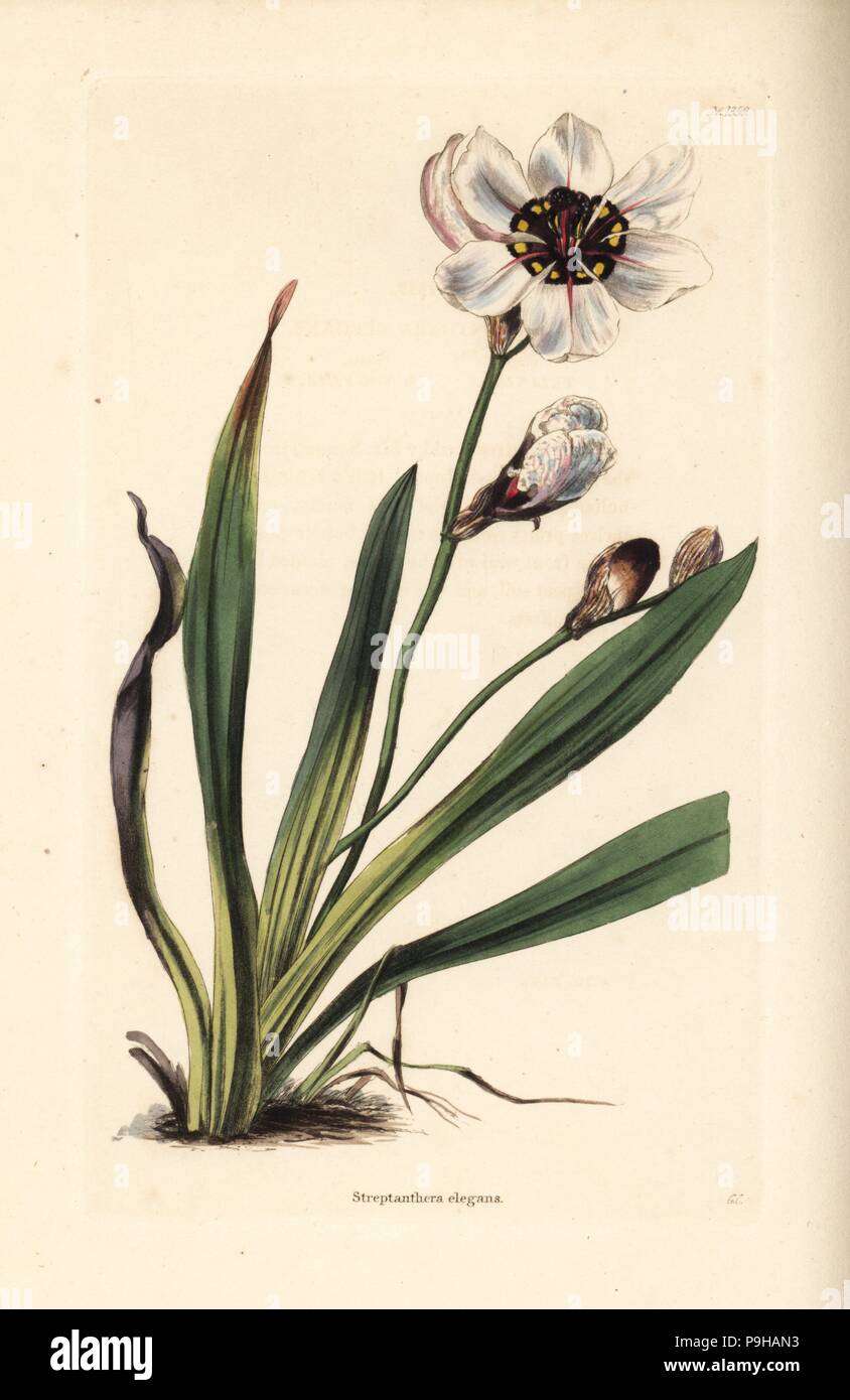 Elegante Harlekin Blume, Sparaxis Elegans (Streptanthera Elegans). Handkoloriert Kupferstich von George Cooke von Conrad Loddiges botanisches Kabinett, Hackney, 1828. Stockfoto