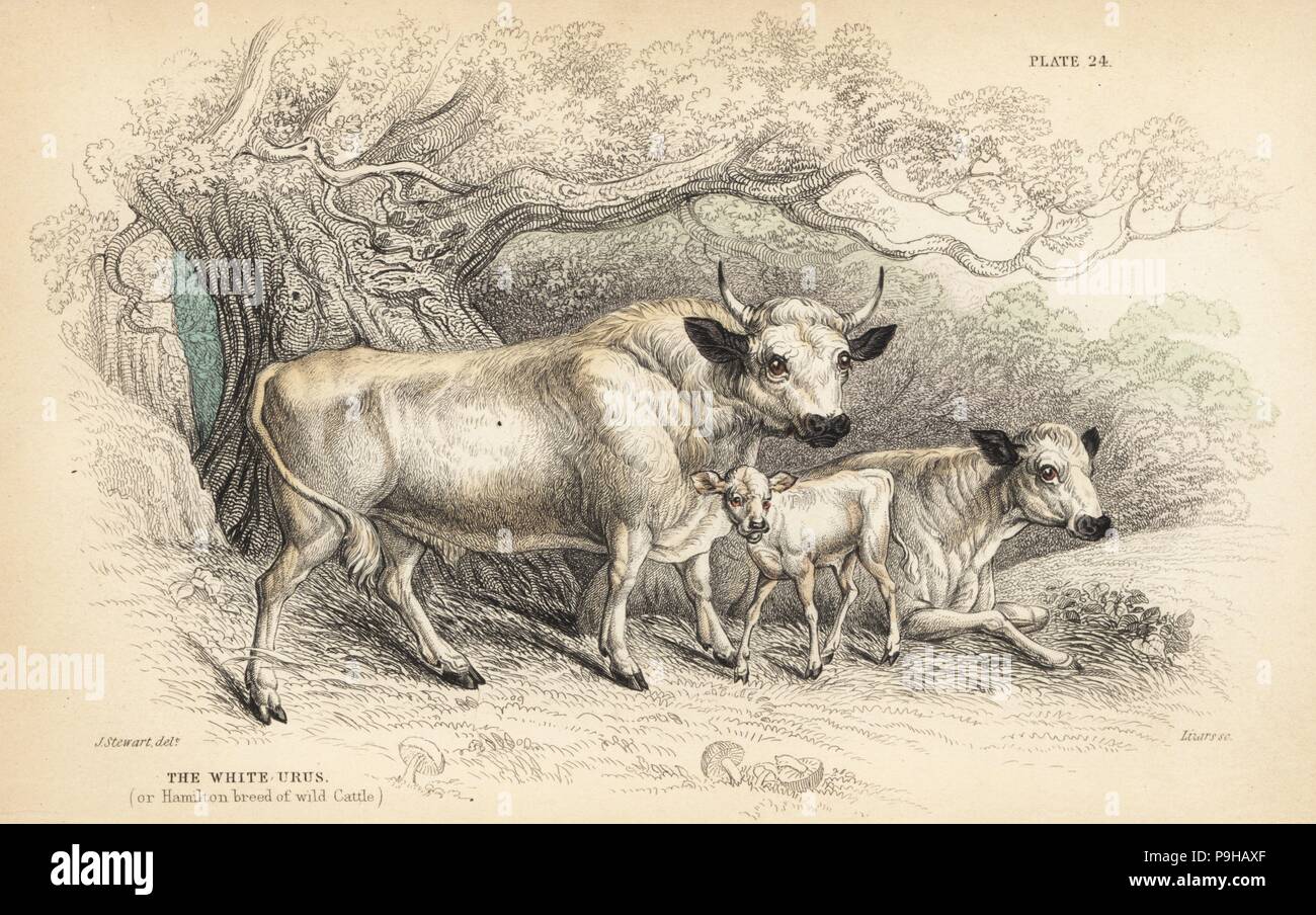 Weiße Urus oder Hamilton Rasse der Wildrinder, Taurus Urus oder Bos Scoticus. Ausgestorben. Handkoloriert Stahlstich von Lizars nach einer Illustration von James Stewart von William Jardines Naturalist Library, Edinburgh, 1836. Stockfoto