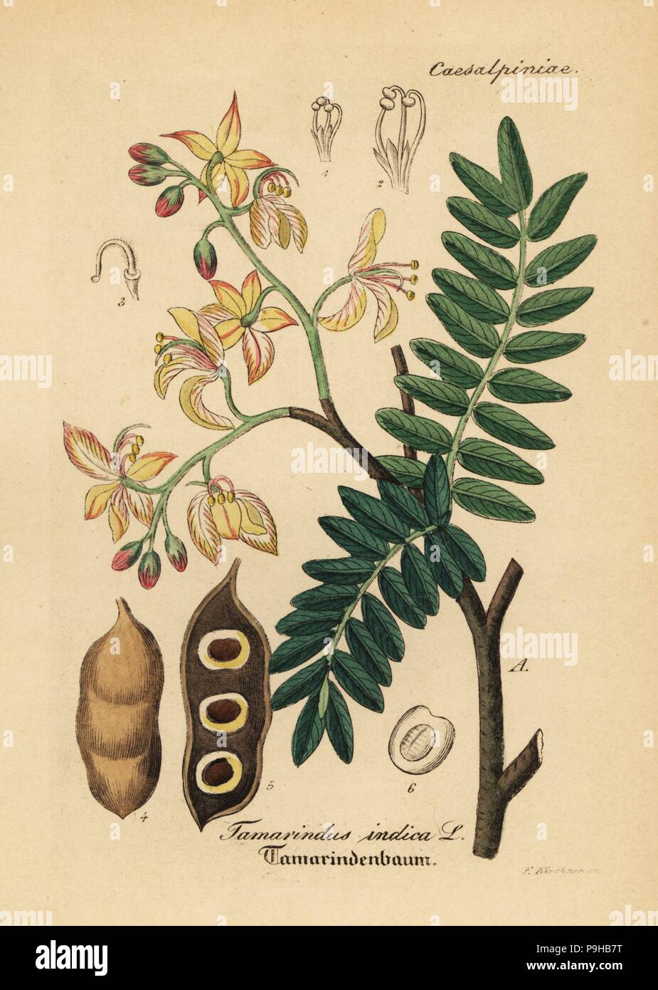 Tamarinde, Tamarindus Indica. Papierkörbe Kupferstich von Dr. Willibald Artus' Hand-Atlas sammtlicher mediinisch-Pharmaceutischer Gewachse, (Handbuch der alle medizinisch-pharmazeutischen Anlagen), Jena, 1876. Stockfoto