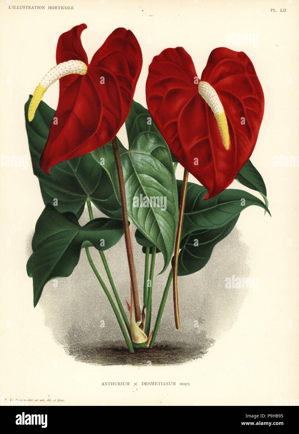 Hybrid-Flamingo-Blume Anthurium Lindenianum und Anthurium Leopold II  (Kreuzung von A. Lindenium und A. Andraeanum), produziert von  Desmet-Duvivier, Anthurium X desmetianum. Gezeichnet und chromolithographed  von Pieter de Pannemaeker von Jean Linden l '