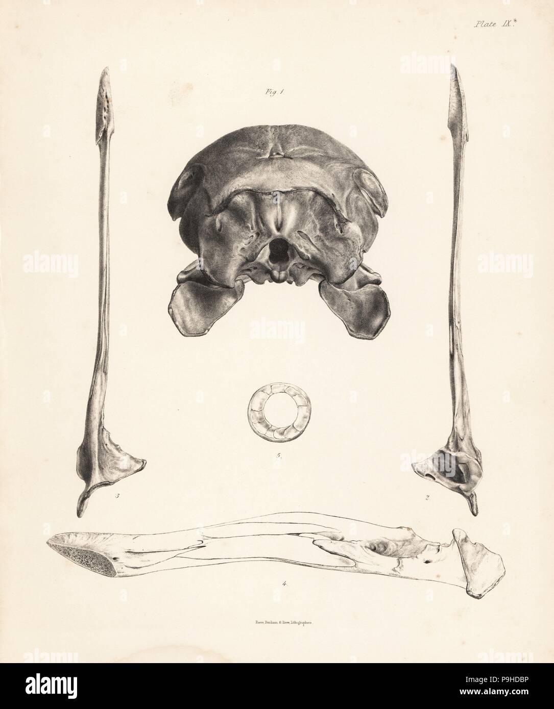 Rückansicht des Schädels, obere und untere Ansicht der Unterkiefer, inneren Blick auf Kiefer und Kreis der sklerotischer Knochen in der Dodo. Lithographie von Hugh Edwin Strickland und Alexander Gordon Melville der Dodo und seine Freundschaft, London, Reeve, Benham und Reeve, 1848. Stockfoto