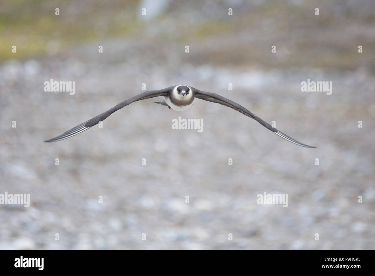 Parasitäre Jaeger (Schmarotzerraubmöwe) im Flug Svalbard Stockfoto