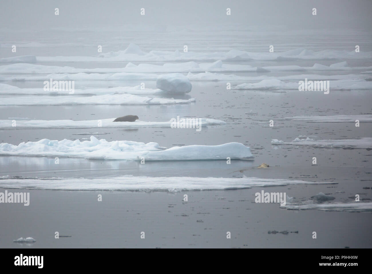 Polar Bear aktiv Jagd ein Bärtiger Dichtung Stockfoto