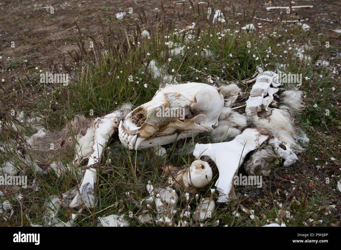 Polar Bear Schädel und Knochen, die in der Tundra Stockfoto