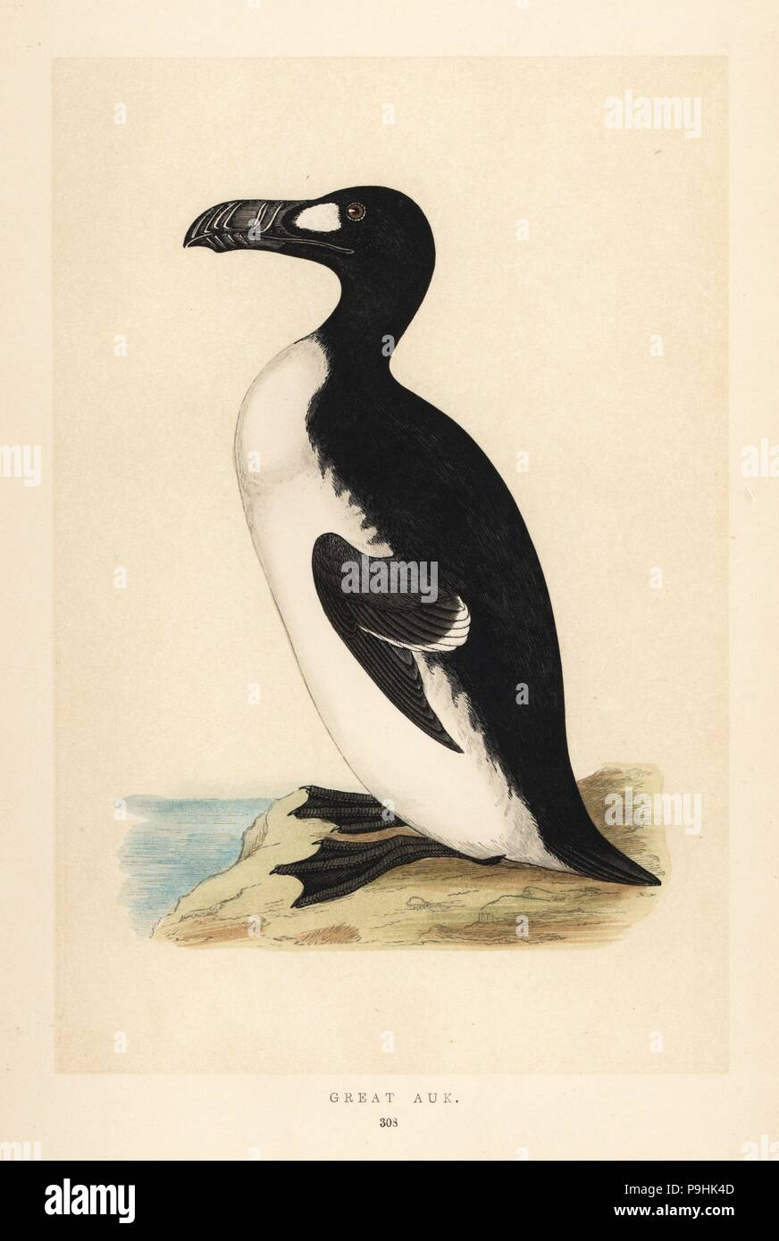 Riesenalk, Pinguinus impennis. Ausgestorben. Papierkörbe Holzschnitt Kupferstich von Benjamin Fawcett von Francis Orpen Morris "natürliche Geschichte der britischen Vögel, London, 1850. Stockfoto