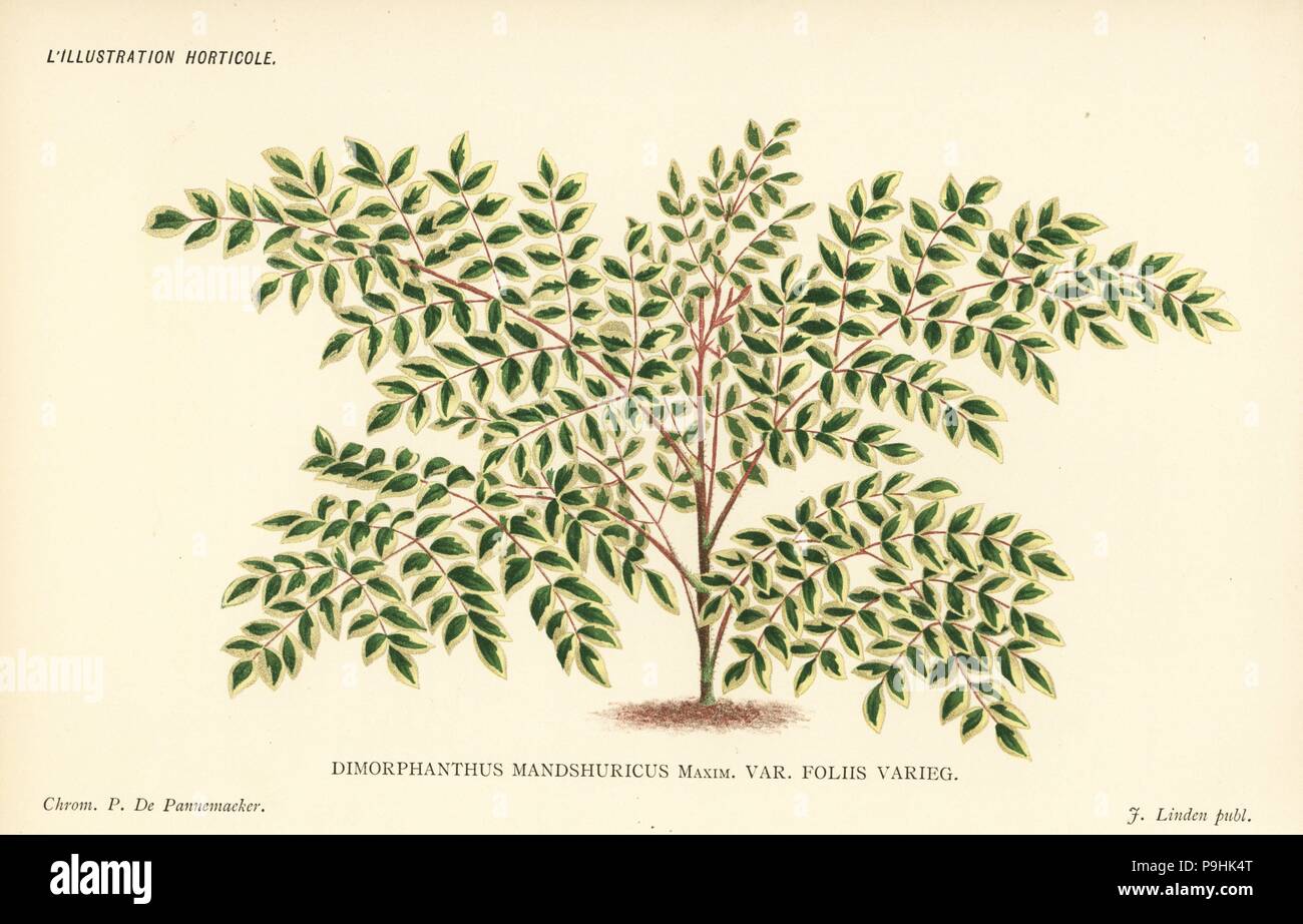 Japanische Angelica-Baum, Aralia Elata var. sogar (Dimorphanthus Mandshuricus Maxim. var. Foliis Varieg). Farblitho von Pieter de Pannemaeker von Jean Linden l ' Illustration Horticole, Brüssel, 1885. Stockfoto