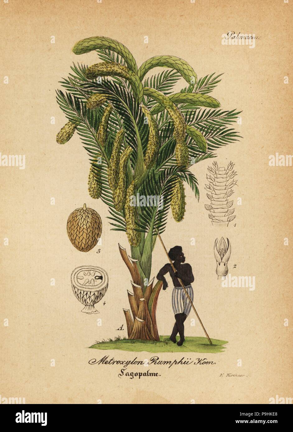 Sago Palm, Metroxylon sagu (Metroxylon rumphii). Papierkörbe Kupferstich von Dr. Willibald Artus' Hand-Atlas sammtlicher mediinisch-Pharmaceutischer Gewachse, (Handbuch der alle medizinisch-pharmazeutischen Anlagen), Jena, 1876. Stockfoto