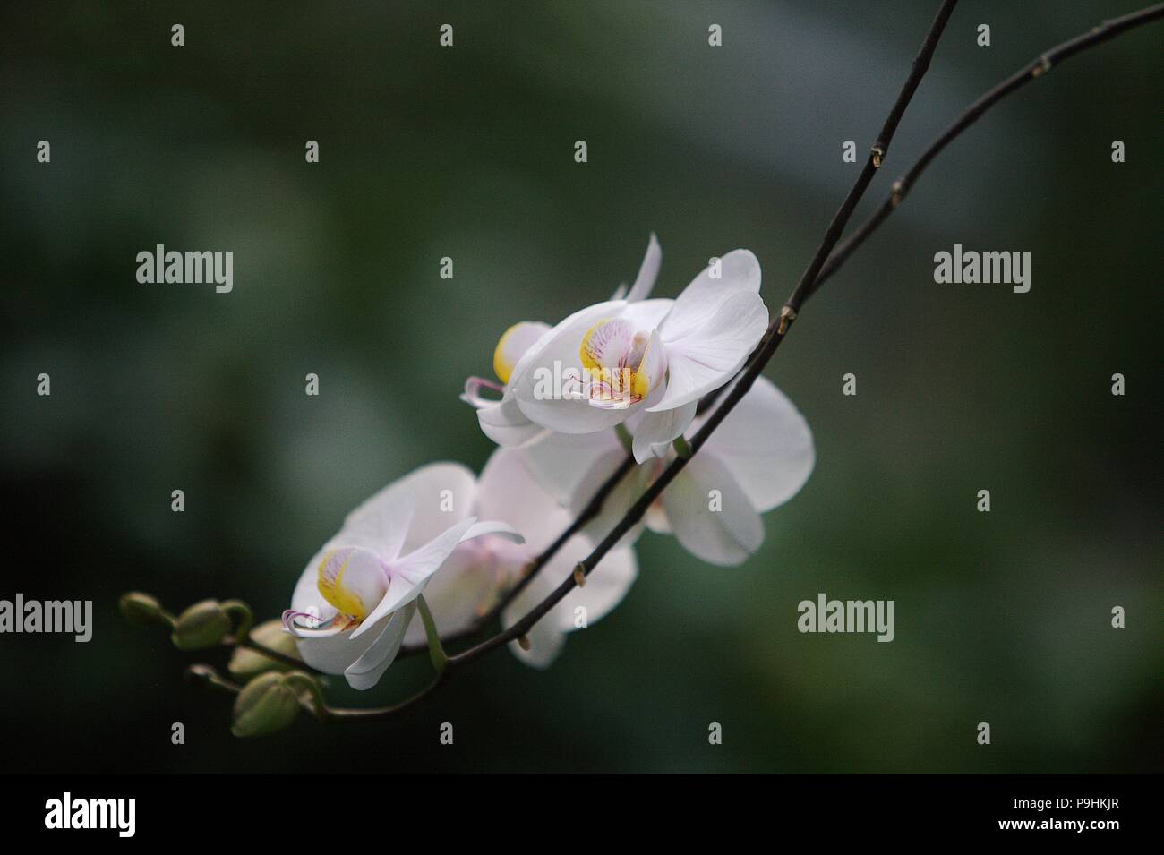 Orchideen in der Blüte im Botanischen Garten Stockfoto