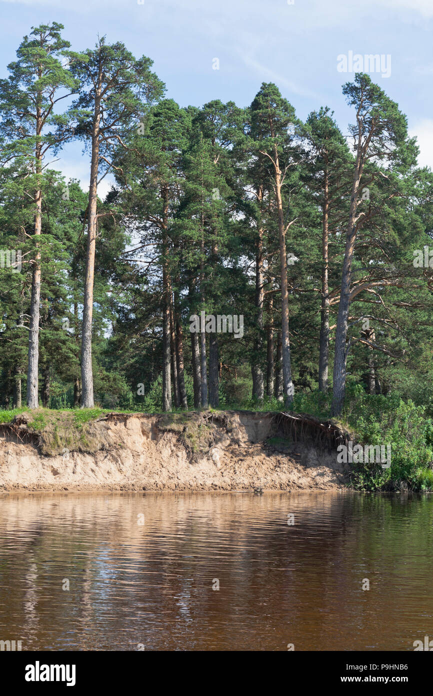 Die gewaschenen, Bank des Flusses in der Nähe der Pesterevskaya Deneingangs Grove im Dorf Verkhovazhye, Vologda Region, Russland Stockfoto