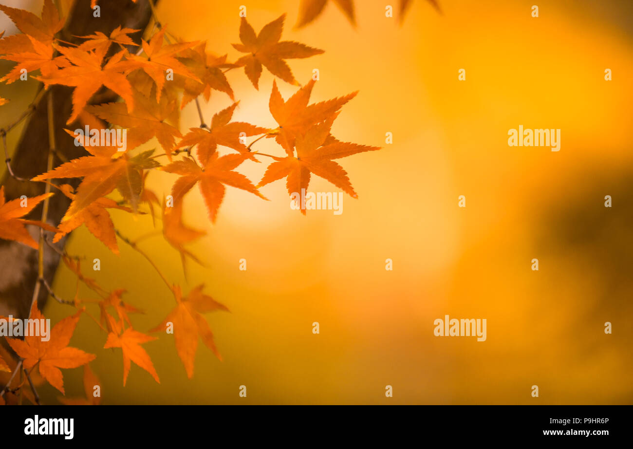 Herbstliche Hintergrund, leicht defokussiert rote Ahornblätter Stockfoto