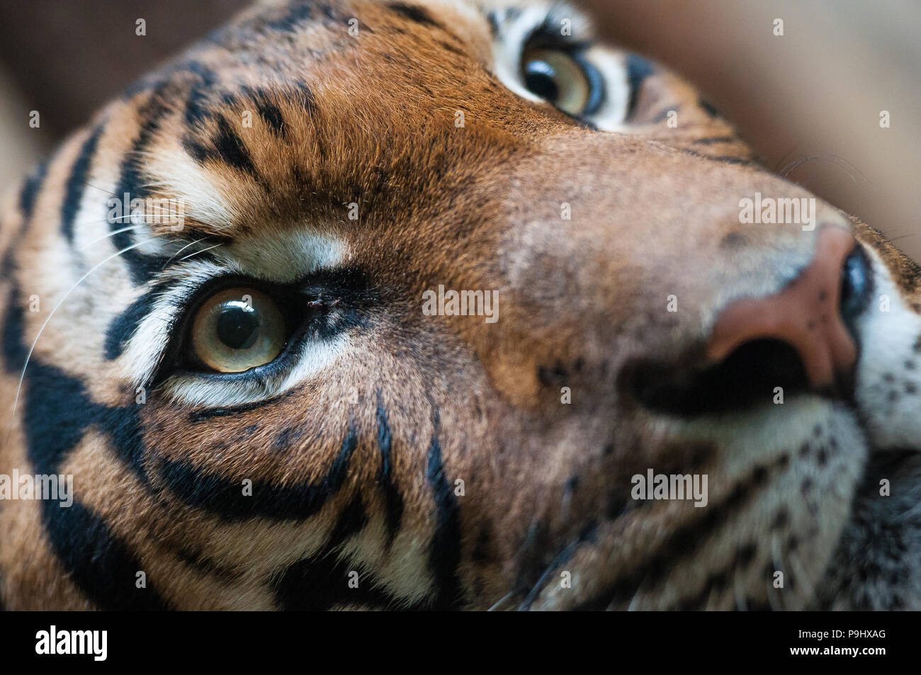 Nahaufnahme, Porträt eines Erwachsenen malaiische Tiger im Zoo von Prag, Tschechische Republik Stockfoto