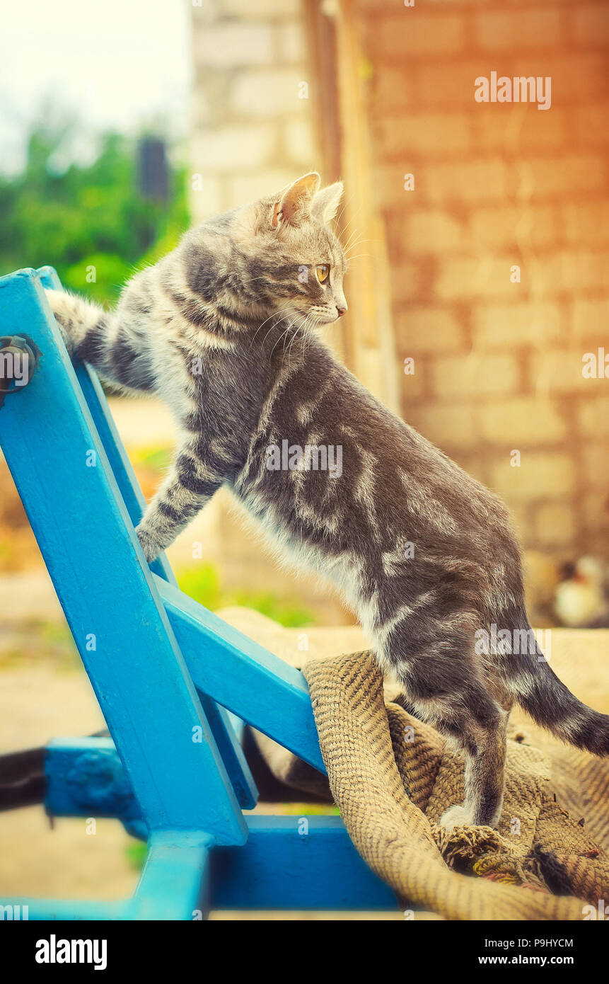 Schöne graue Katze, an der Hütte an einem sonnigen Tag Stockfoto