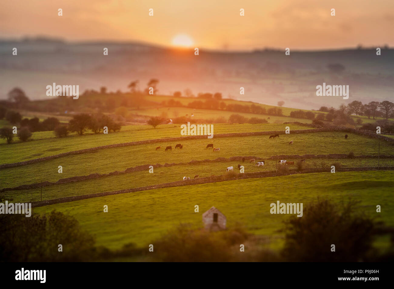 Kühe weiden bei Sonnenuntergang in Derbyshire mit Tilt Shift Focus Effekt Stockfoto