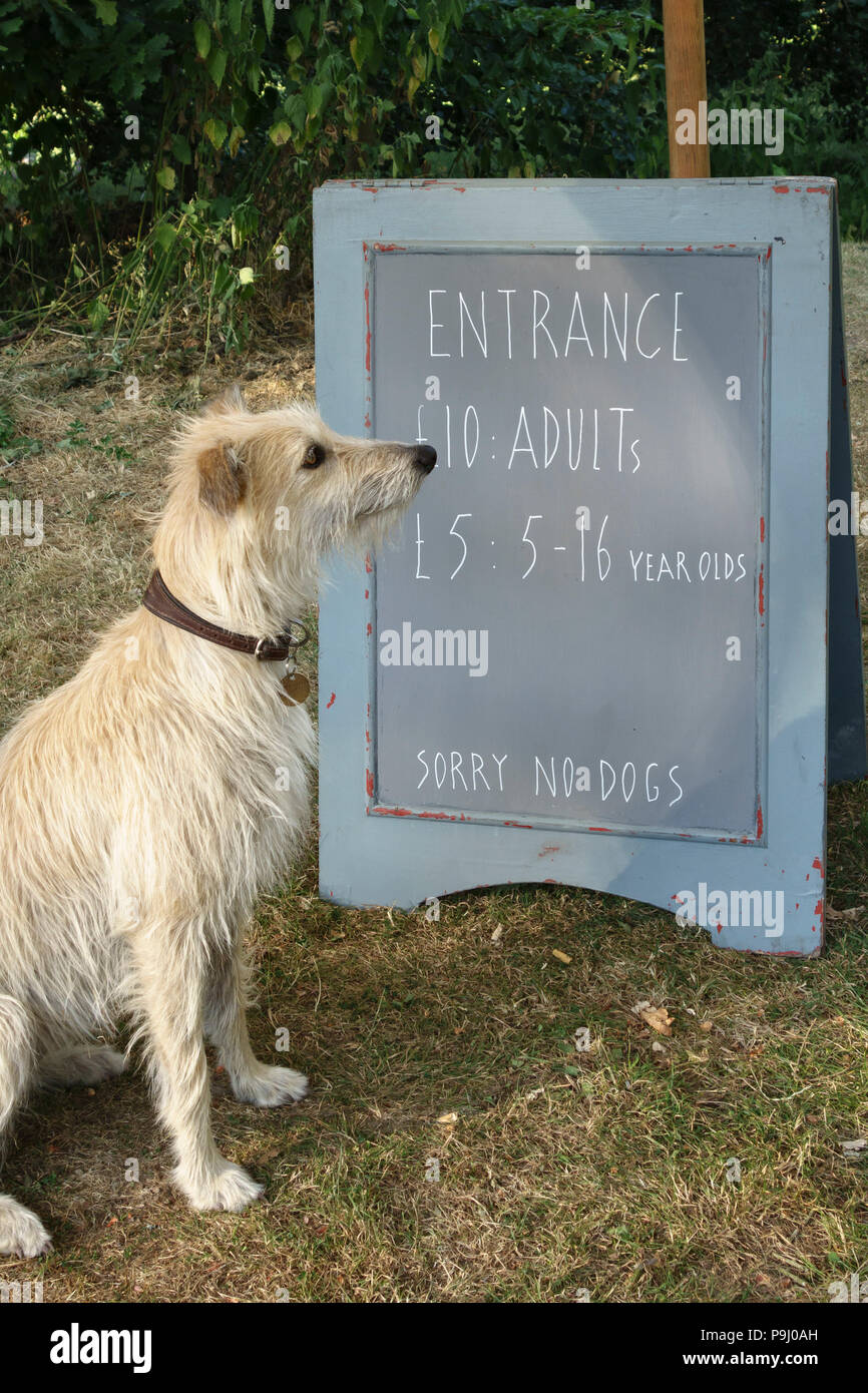 UK. Ein lurcher Hund neben dem Eingang zu einem lokalen Music Festival, mit einem Schild mit der Aufschrift "Sorry, keine Hunde' Stockfoto