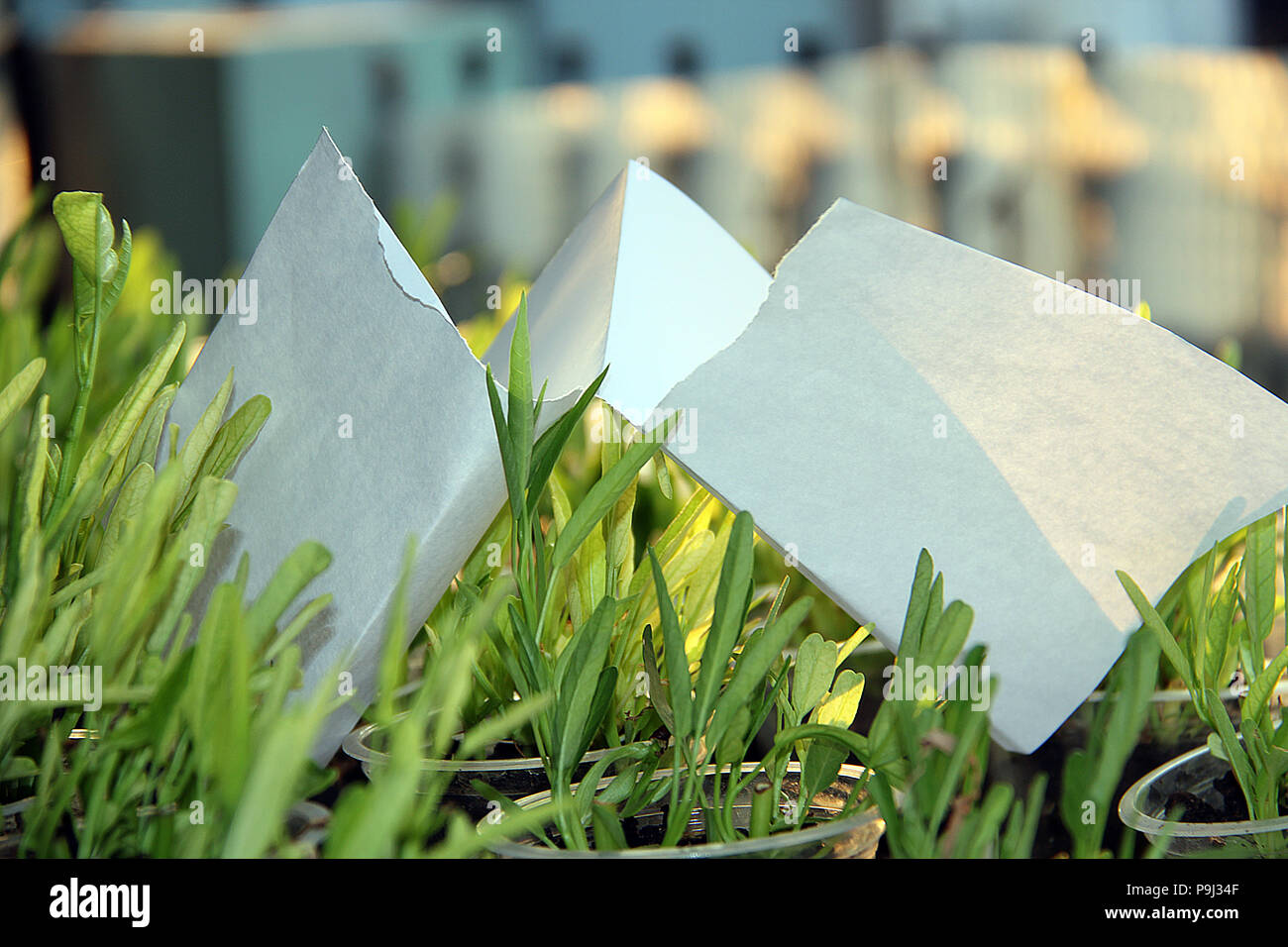 Papier, das in der Hälfte zerrissen wurde. Stockfoto