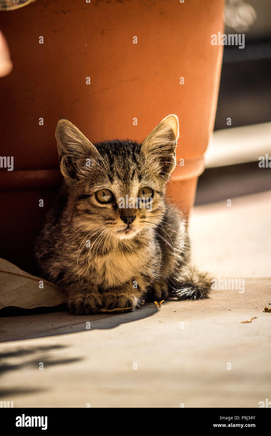 Beste Katze Foto für Lager verwenden Stockfoto