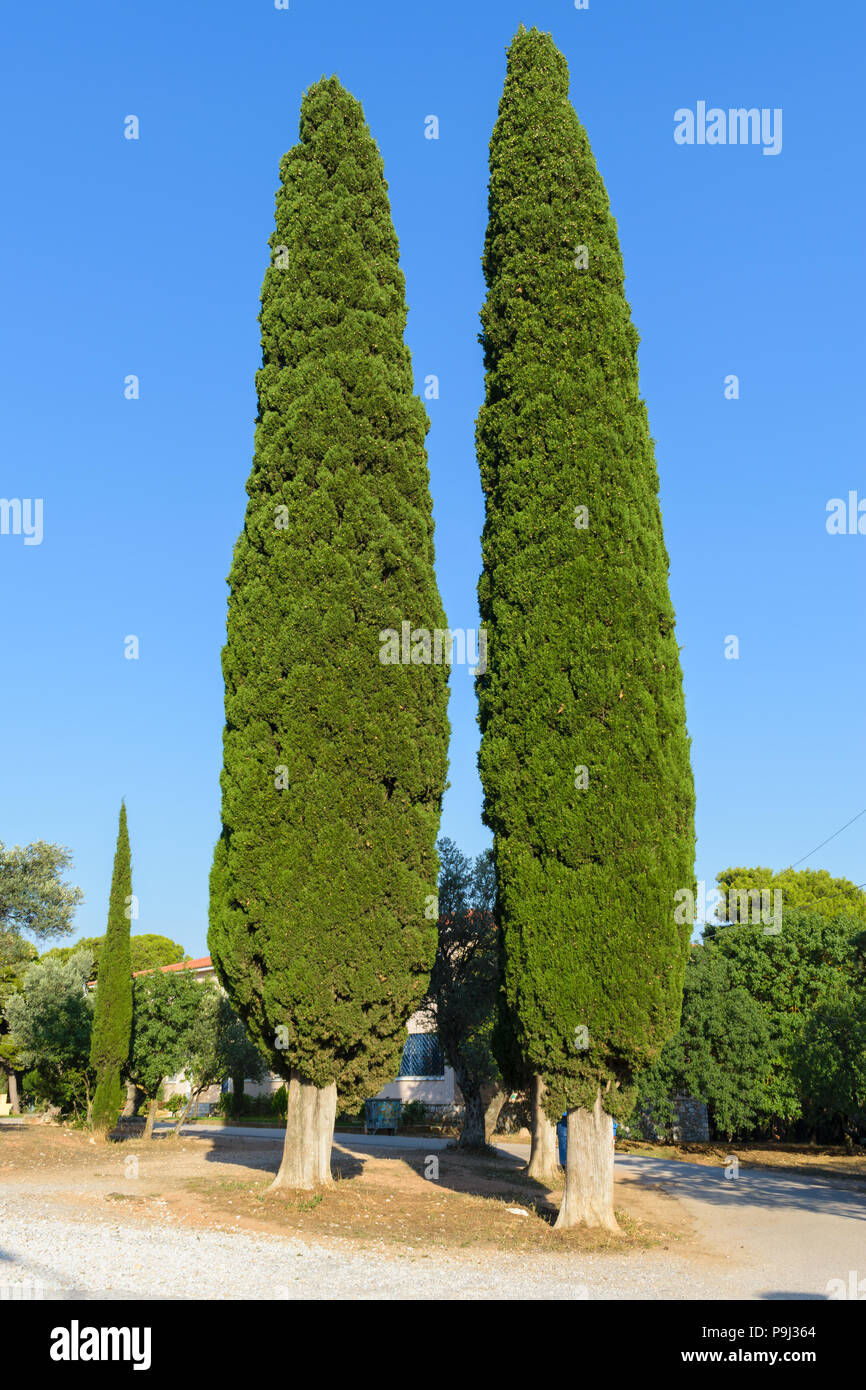 Cupressus sempervirens, gemeinsame Cypress Tree Stockfoto