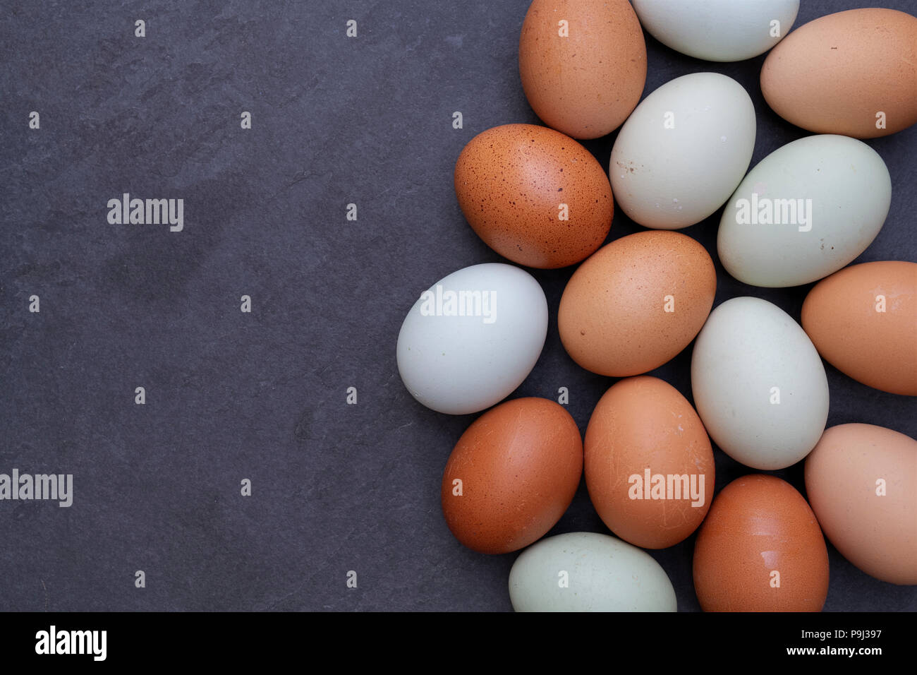 Bluebell araucana und Kastanie maran Eier mit einem rohen Ei und Muscheln auf einer Schiefertafel Hintergrund Stockfoto