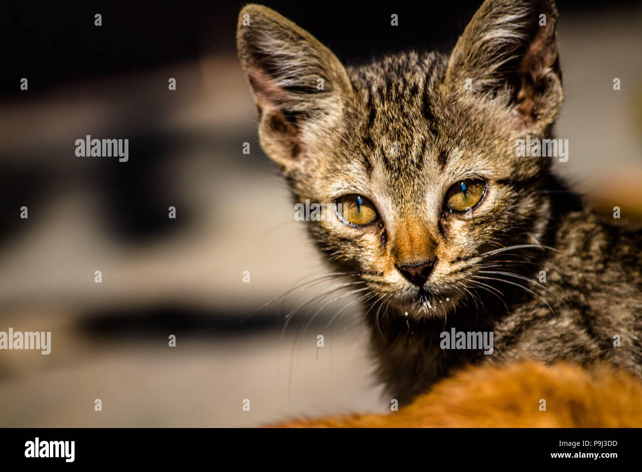 Beste Katze Foto für Lager verwenden Stockfoto