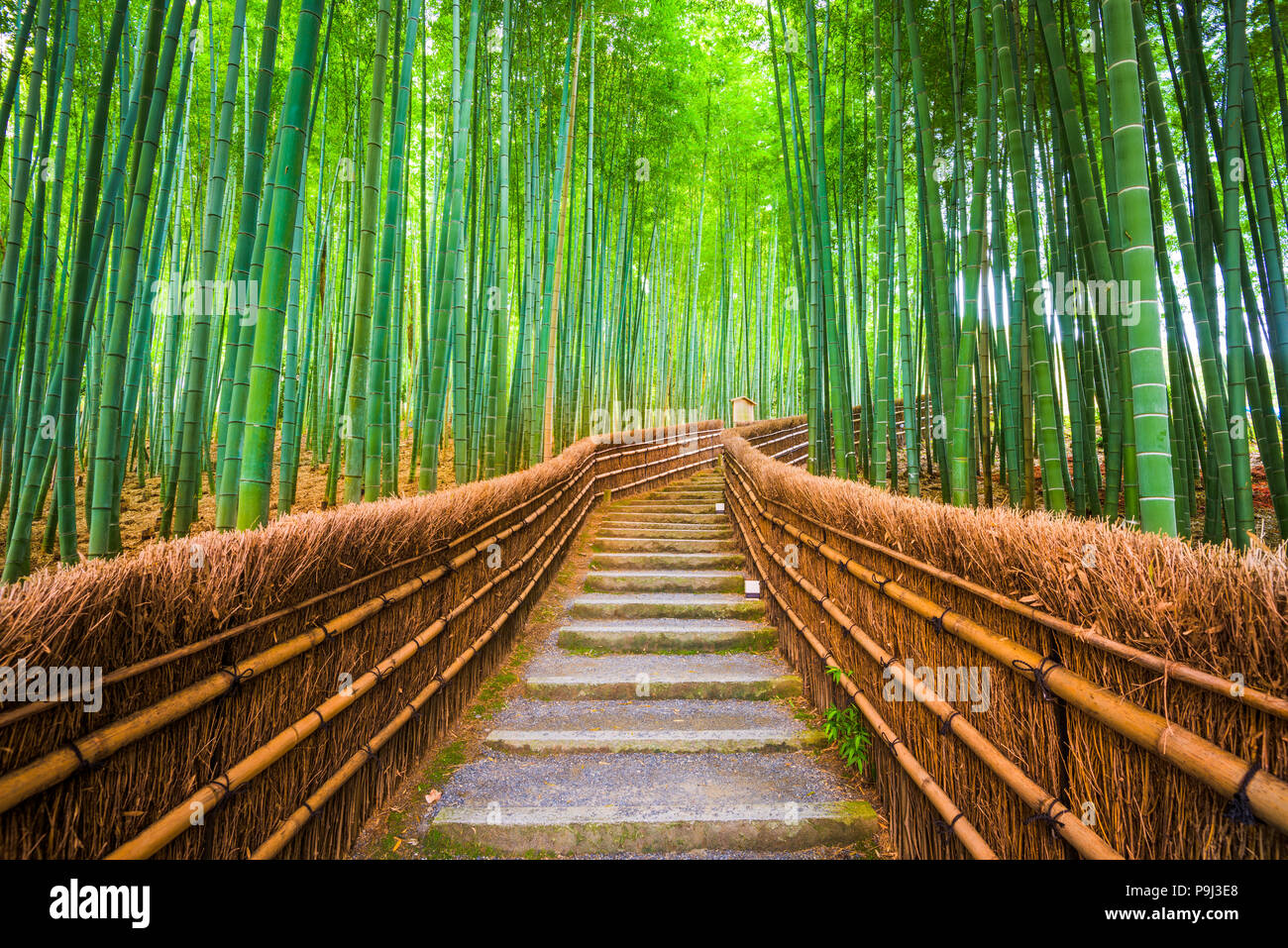 Kyoto, Japan im Bambuswald. Stockfoto