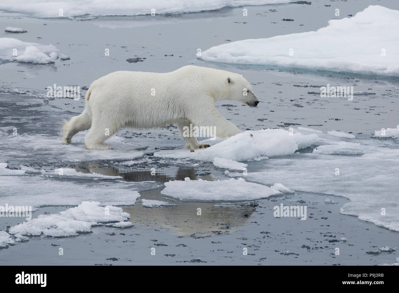 Polar Bear walking auf dünnem Eis in der Nähe von Spitzbergen Stockfoto