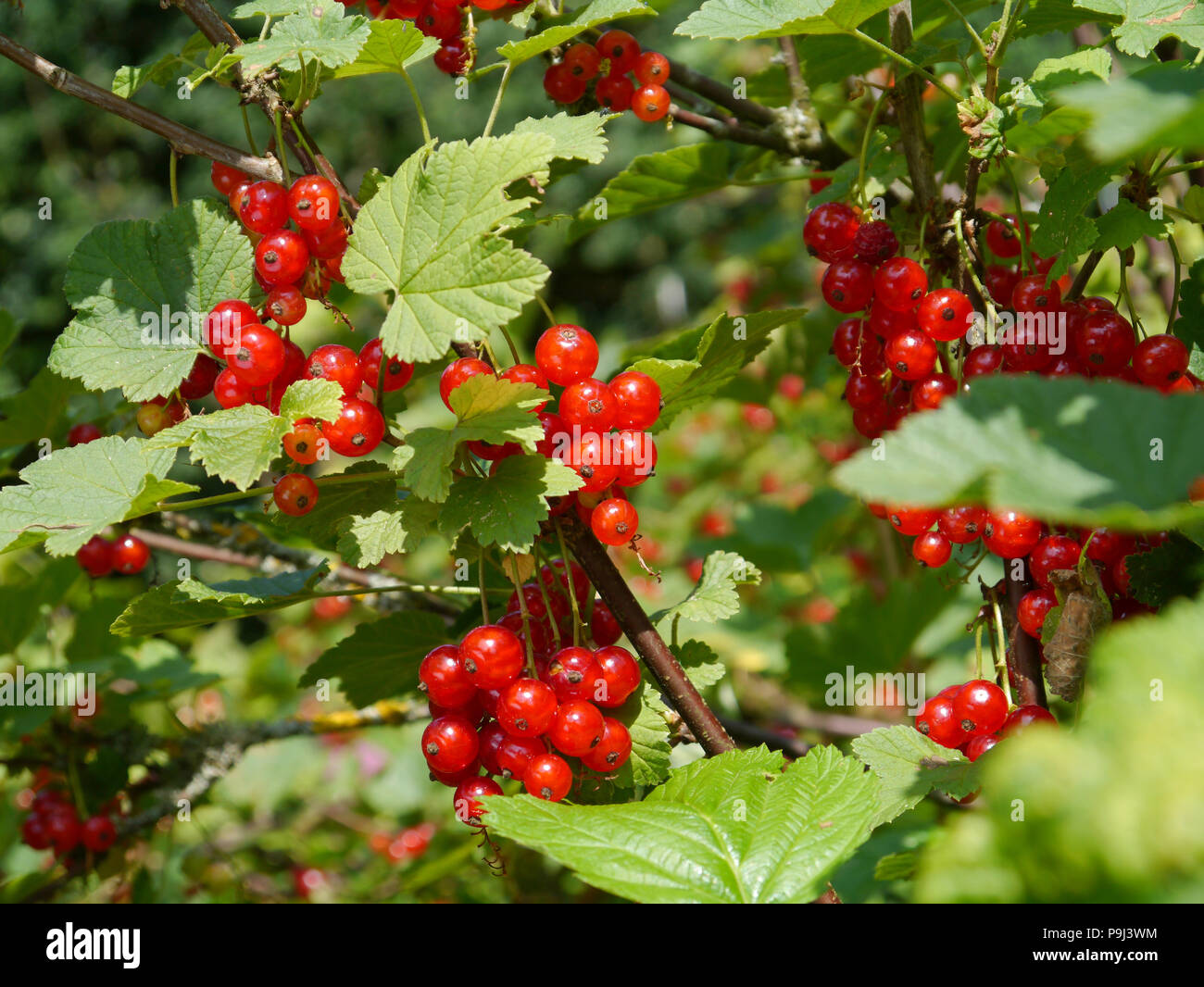 Reife rote Johannisbeere, Ribes rubrum Stockfoto