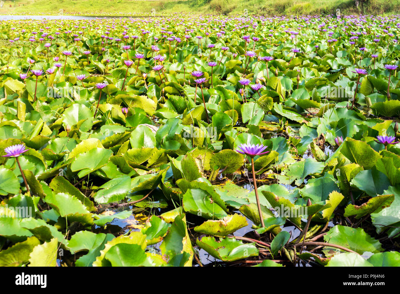 Lotus lilly Flower - Natur Hintergrund. Lila Lilie Blume in künstlichen Teich. Port Blair Andamanen und Nikobaren Indien Stockfoto