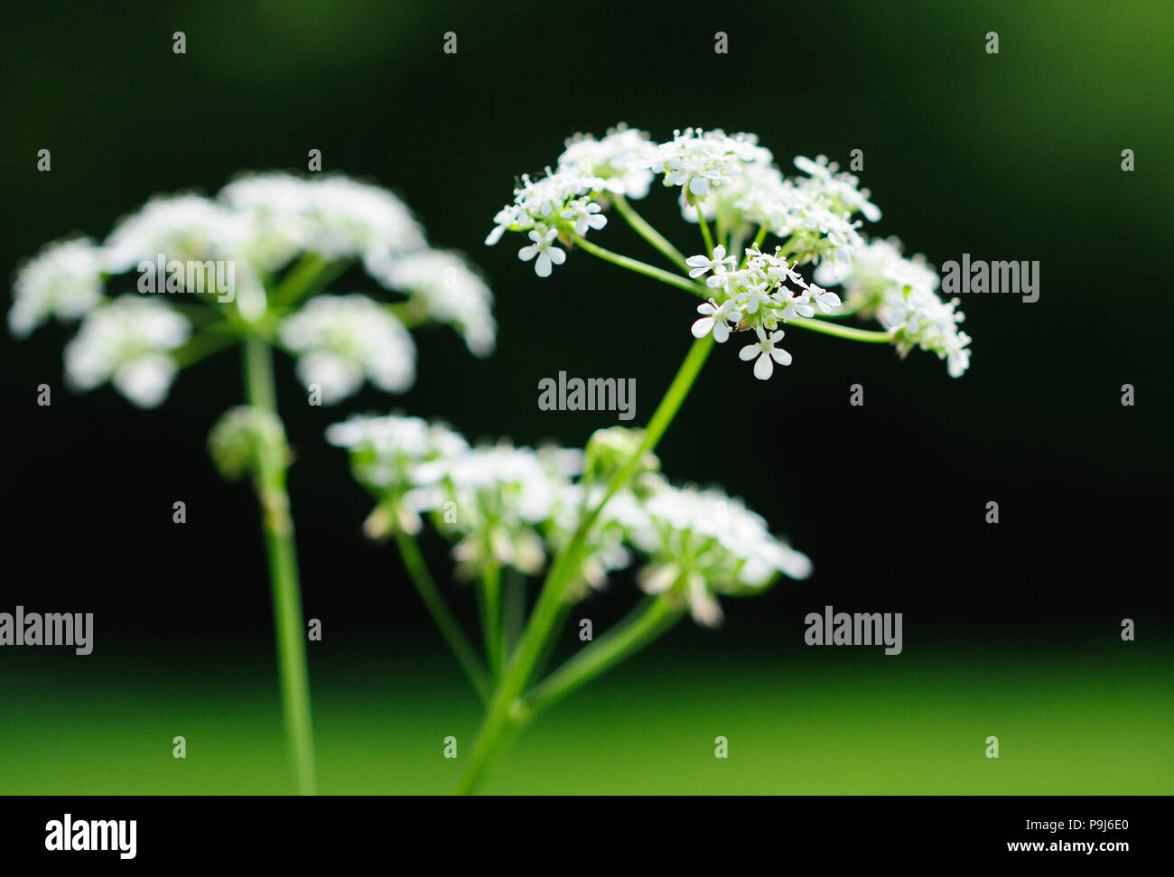 Kuh Petersilie (Anthriscus Sylvestris) Stockfoto