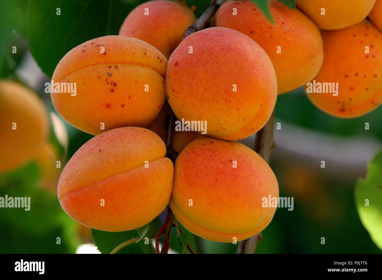 Aprikosen auf dem Baum (Prunus Armeniaca) Südfrankreich Stockfoto