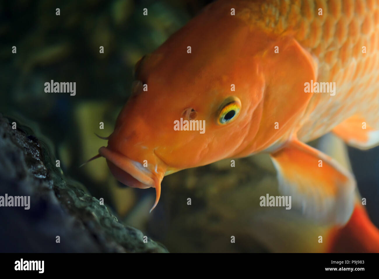 Koi-Karpfen schwimmen unter Wasser (Cyprinus Rubrofuscus) Stockfoto
