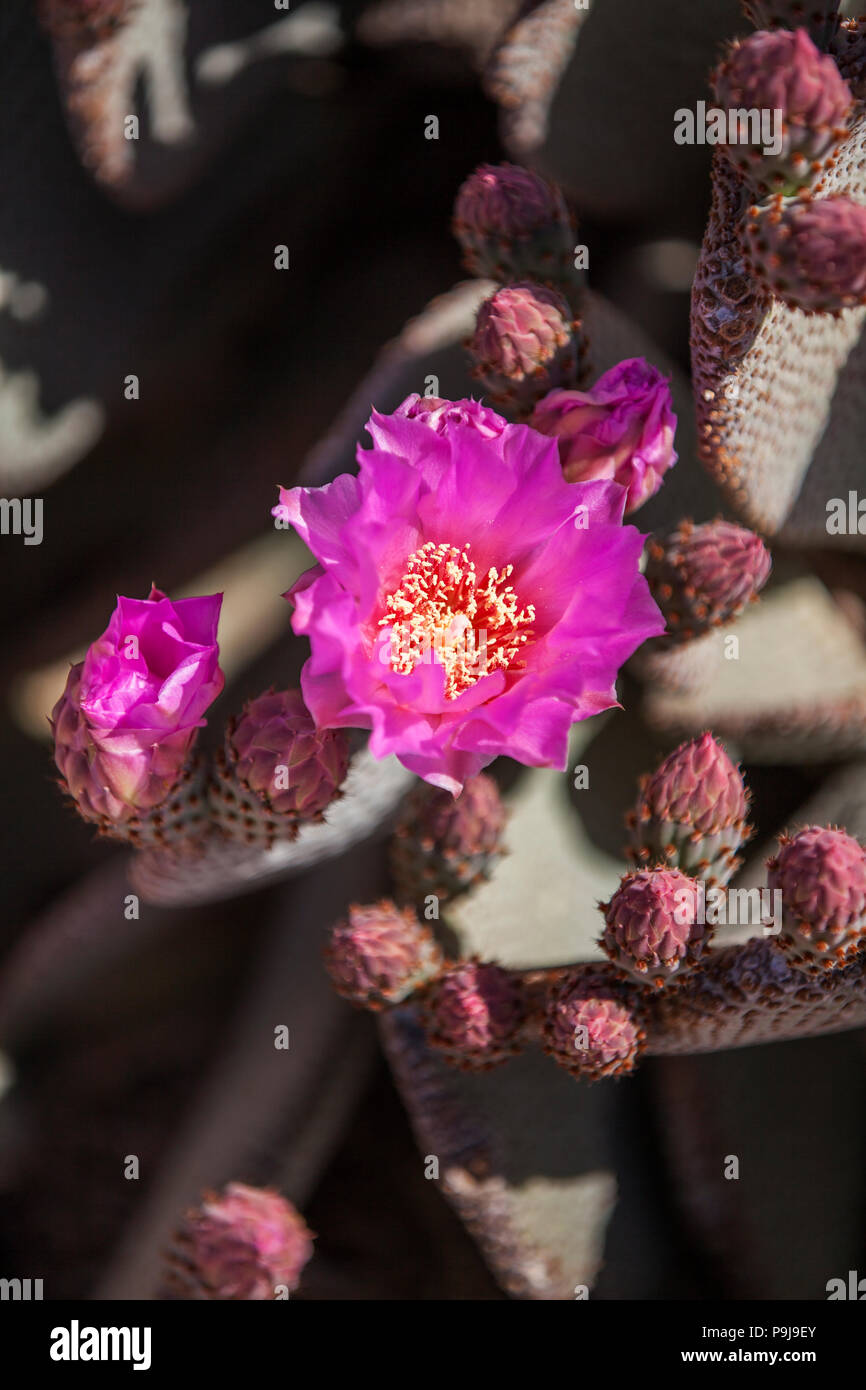 Rosa Beavertail Kaktus Blumen in voller Blüte. Stockfoto