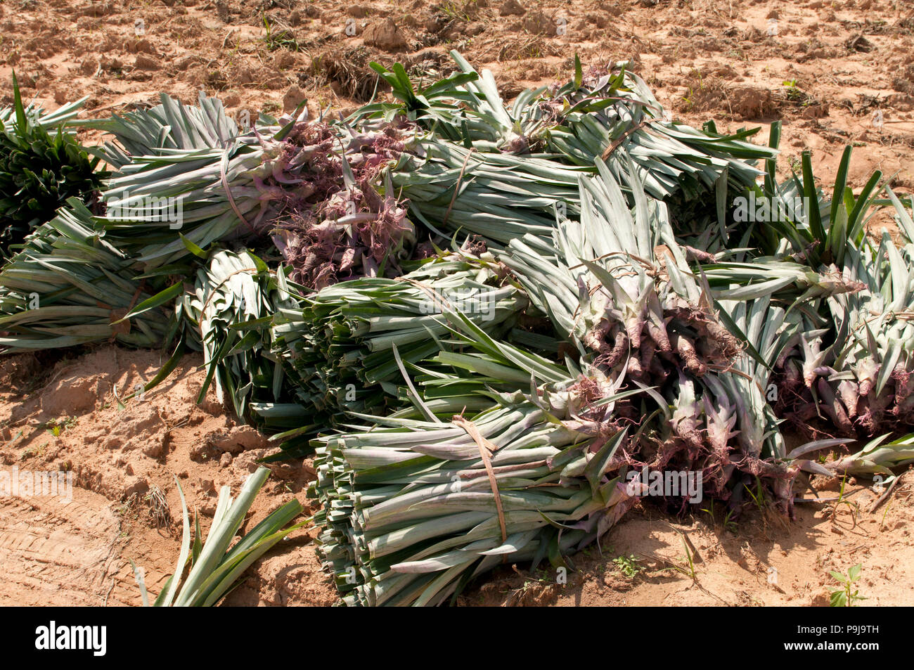 Ananas (Ananas comosus) Thailand Stockfoto