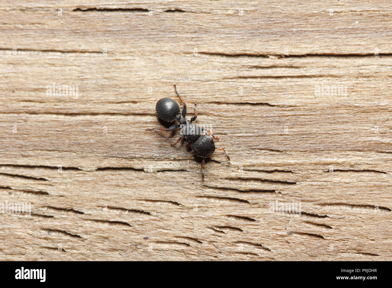 Sehr niedliches Ant (Cataulacus granulatus) aussehen wie ein Cartoon Dolls auf Holz Hintergrund mit Kopie Raum (aus Thailand, Südostasien) Stockfoto