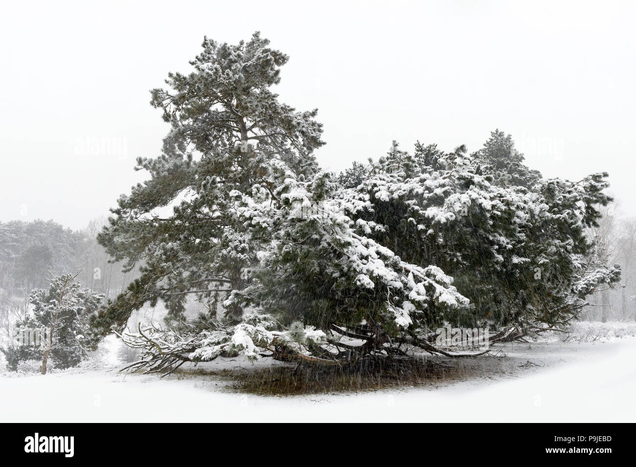 Fallenden Schnee auf Pine Tree im Winter Amsterdamse waterleiding Duinen, Niederlande. Stockfoto