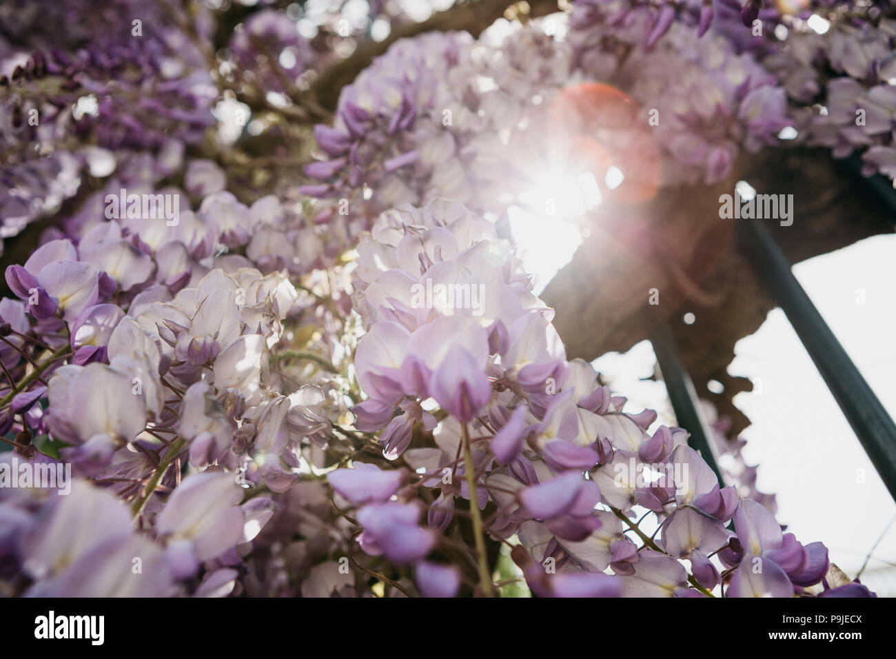 Violett wisteria Blumen wachsen wie ein Zaun Dekoration. Stockfoto