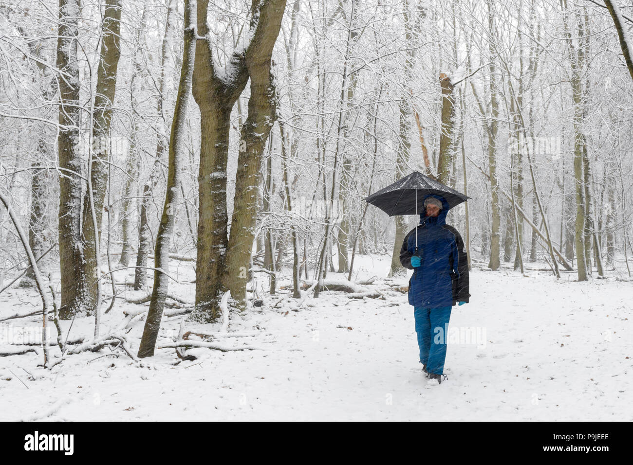 Frauen gehen mit Regenschirm in Wald mit fallenden Schnee, Amsterdamse waterleiding Duinen, Niederlande. Stockfoto