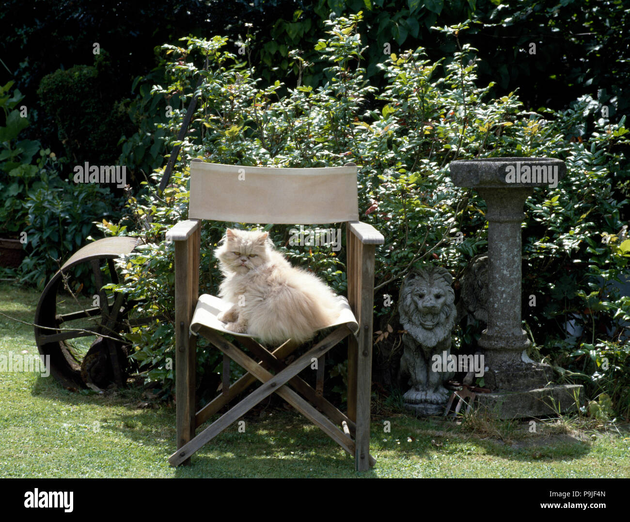 Flauschige weiße Katze sitzt auf Regiestuhl in Country Garden Stockfoto