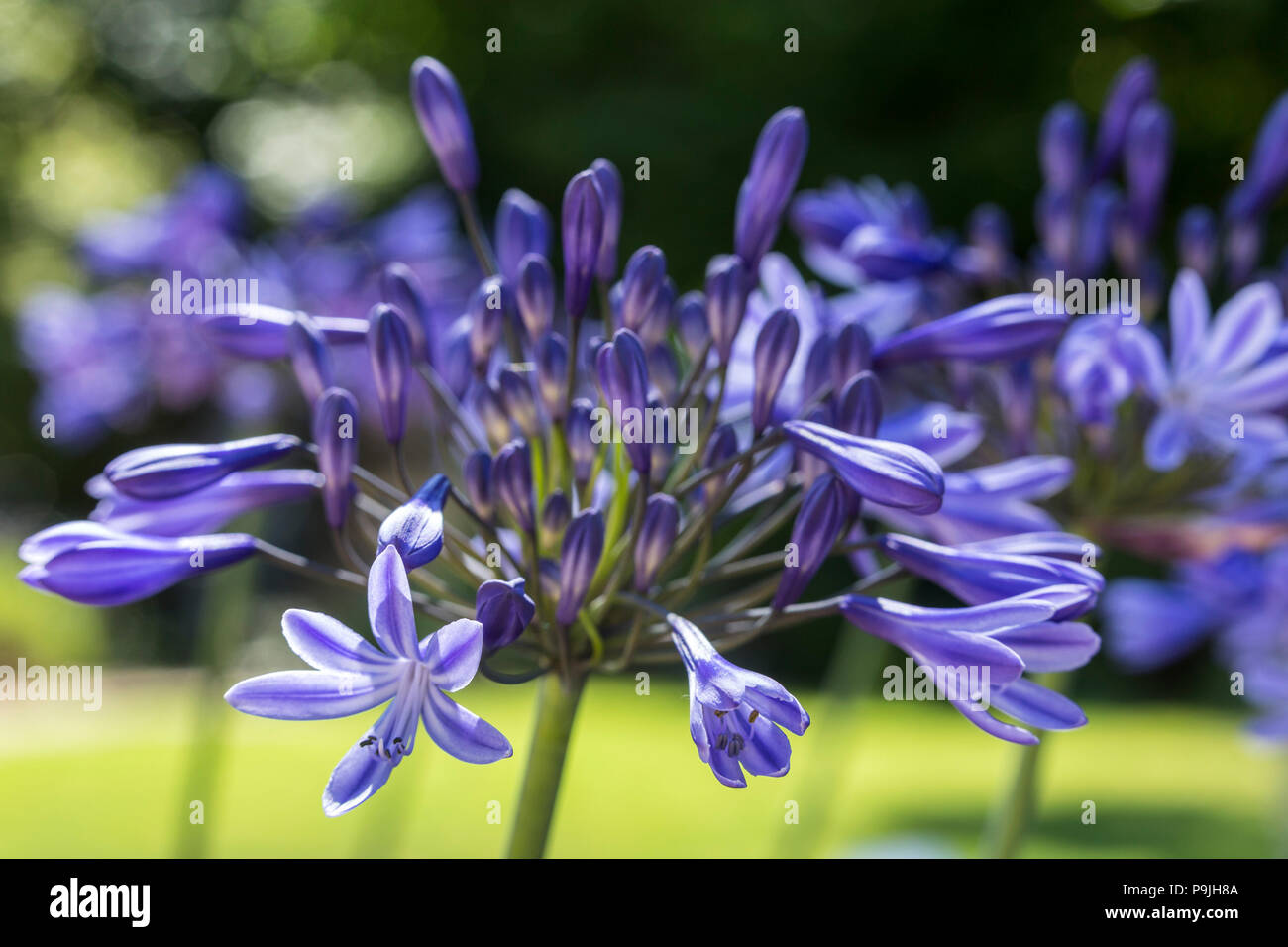 Agapanthus Northern Star, blaue Blüten. Stockfoto