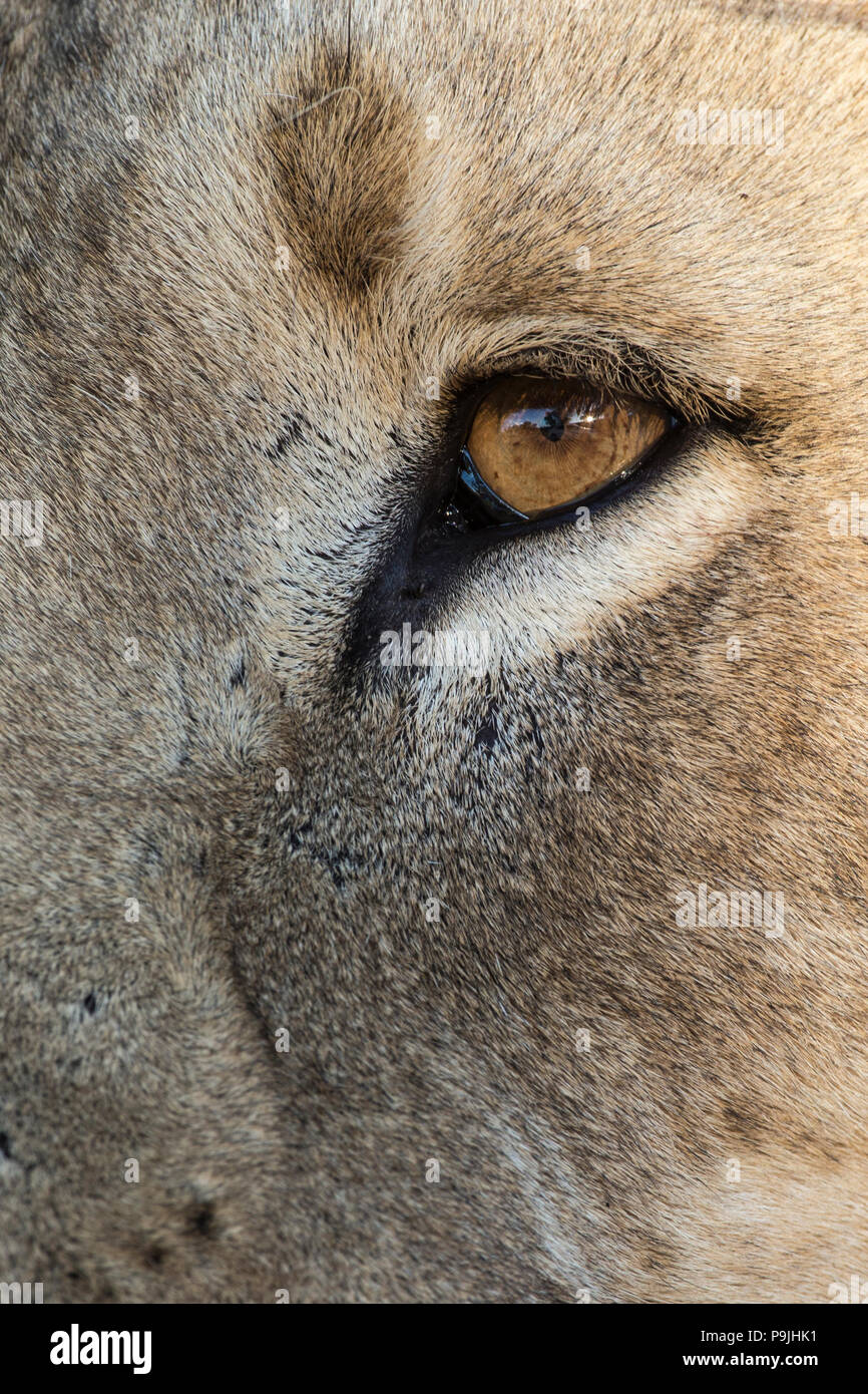 Löwe (Panthera leo) Auge, Kgalagadi Transfrontier Park, Südafrika, Stockfoto