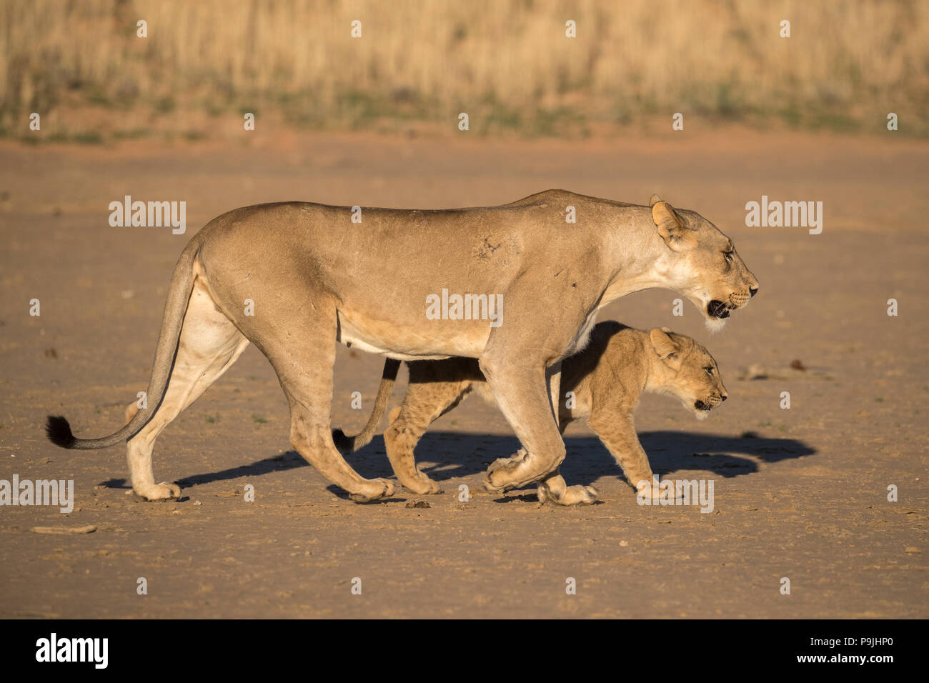 Löwin mit Cub (Panthera leo), Kgalagadi Transfrontier Park, Südafrika Stockfoto