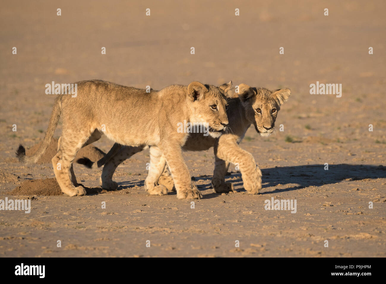 Der löwinnen (Panthera leo), Kgalagadi Transfrontier Park, Südafrika, Stockfoto