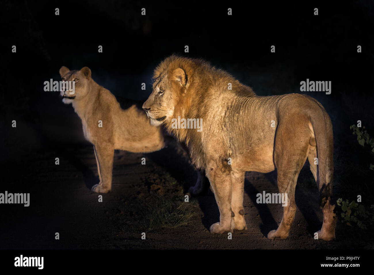Löwen (Panthera leo) Nachts, Zimanga Private Game Reserve, KwaZulu-Natal, Südafrika Stockfoto