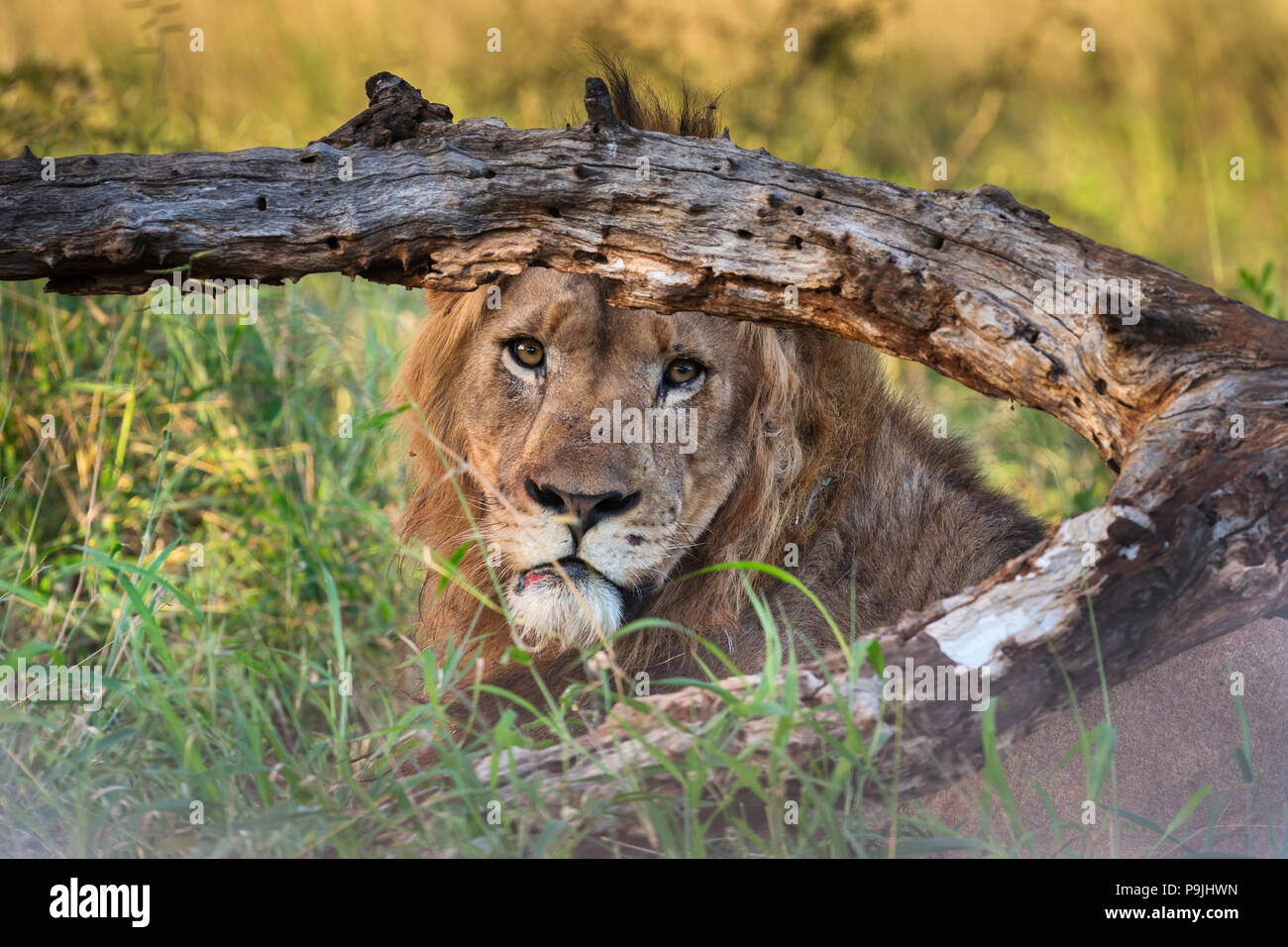 Löwe (Panthera leo), Zimanga Private Game Reserve, KwaZulu-Natal, Südafrika Stockfoto