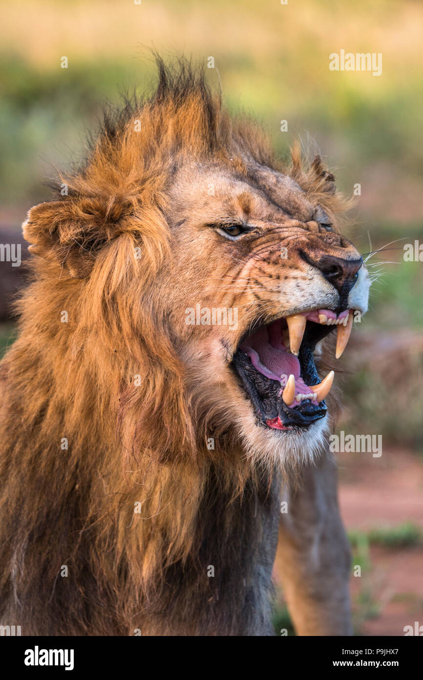 Löwe (Panthera leo), flehmen Grimasse, Zimanga Private Game Reserve, KwaZulu-Natal, Südafrika, Stockfoto