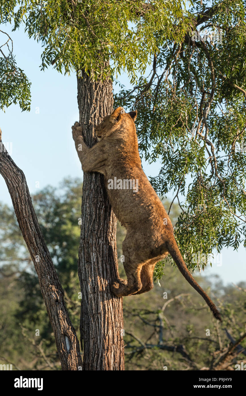 Löwe (Panthera leo) Kletterbaum, Zimanga Private Game Reserve, KwaZulu-Natal, Südafrika Stockfoto
