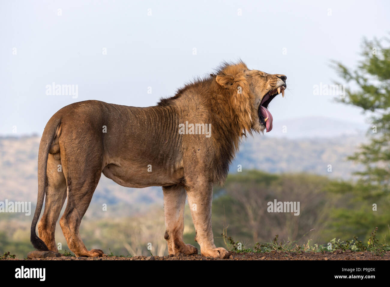 Löwe (Panthera leo) Gähnen, Zimanga Private Game Reserve, KwaZulu-Natal, Südafrika Stockfoto