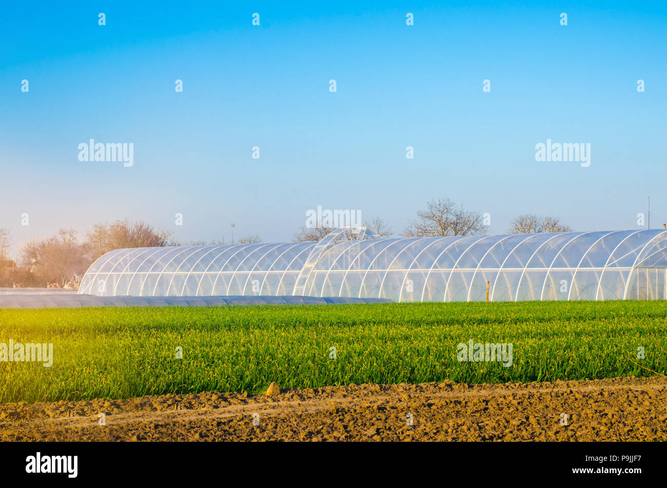 Gewächshäuser im Feld für Sämlinge von Pflanzen, Obst, Gemüse, Kreditvergabe an Landwirte, Ackerland, Landwirtschaft, ländliche Gebiete, agro-industriellen Komplexes. Stockfoto