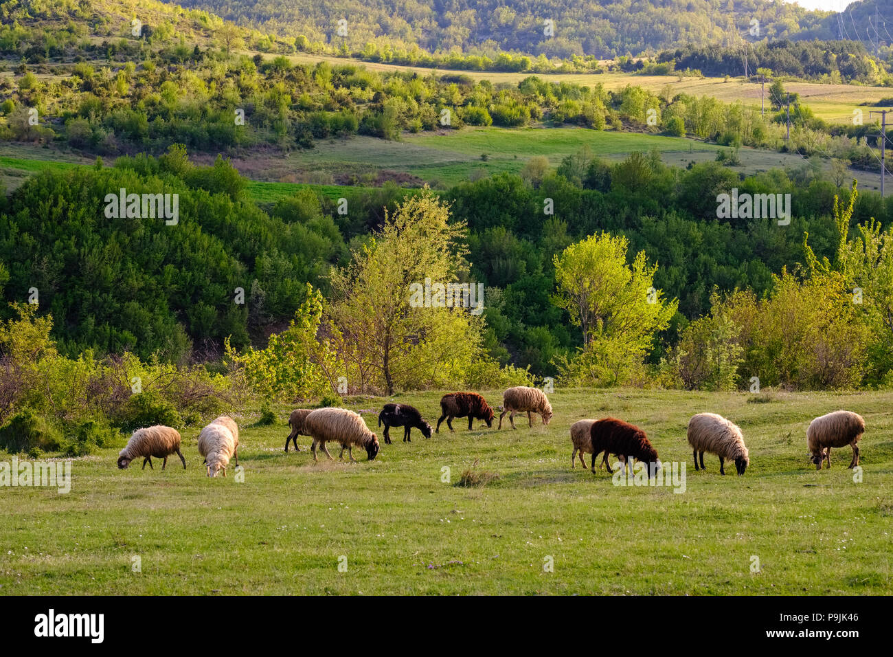 Herde von Schafen in der Nähe von Erseka, Korça region, Korca, Albanien Stockfoto