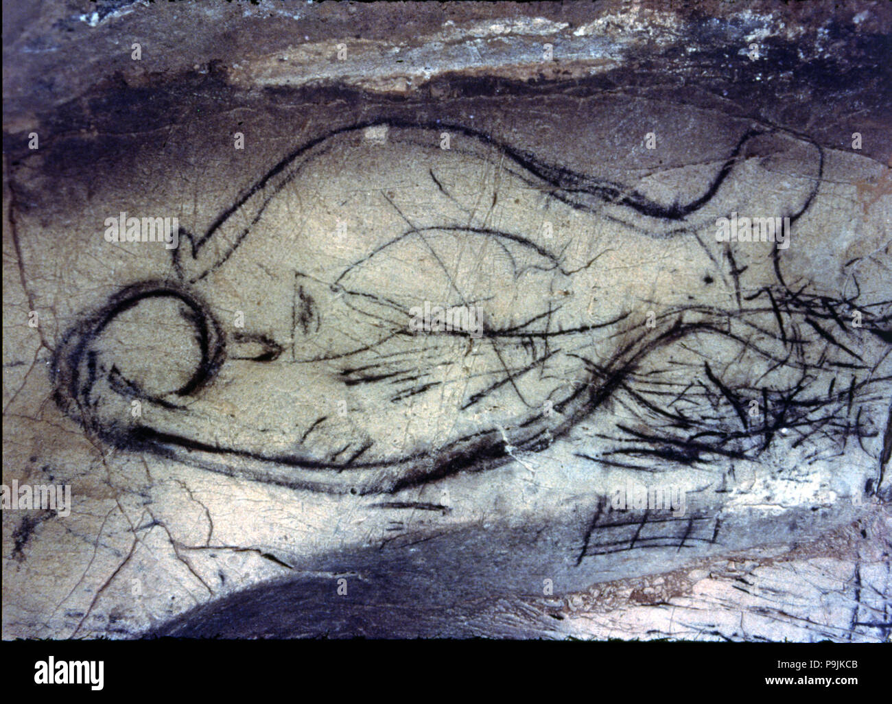 Zoomorphe Höhlenmalereien aus dem Jungpaläolithikum auf dem Felsen von La Pileta Höhle (Benaoján, Mála… Stockfoto